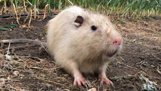 Живность в моём огороде. Похож на бобра или нутрию. А может хоббит? смотреть онлайн