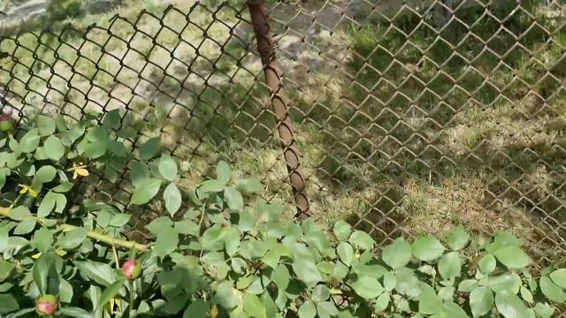 Расчистила весь двор, Виноград заболел...Жизнь в деревне смотреть онлайн