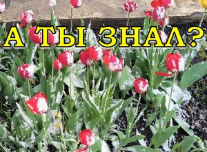 ОПАСНО! Возвратные ЗАМОРОЗКИ❄❄❄! Как СПАСТИ растения🔥🔥🔥?