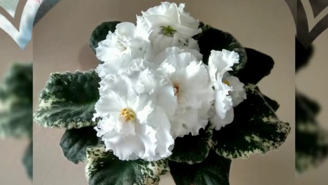 100 ФОТО СЕНПОЛИЙ (ФИАЛОК) С НАЗВАНИЯМИ СОРТОВ. смотреть онлайн