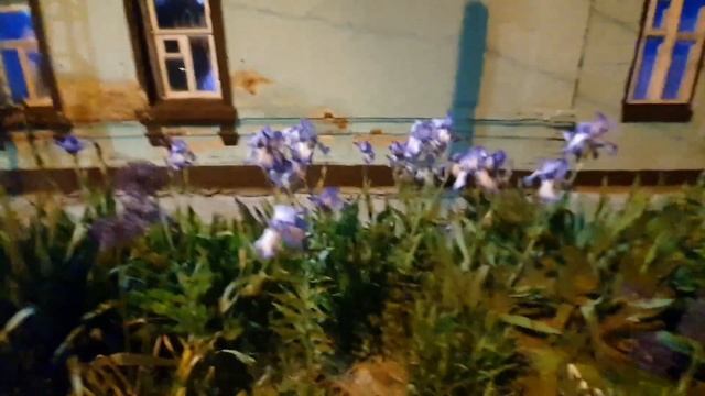 Ейск. Каштаны. Ирисы. Восторг. смотреть онлайн