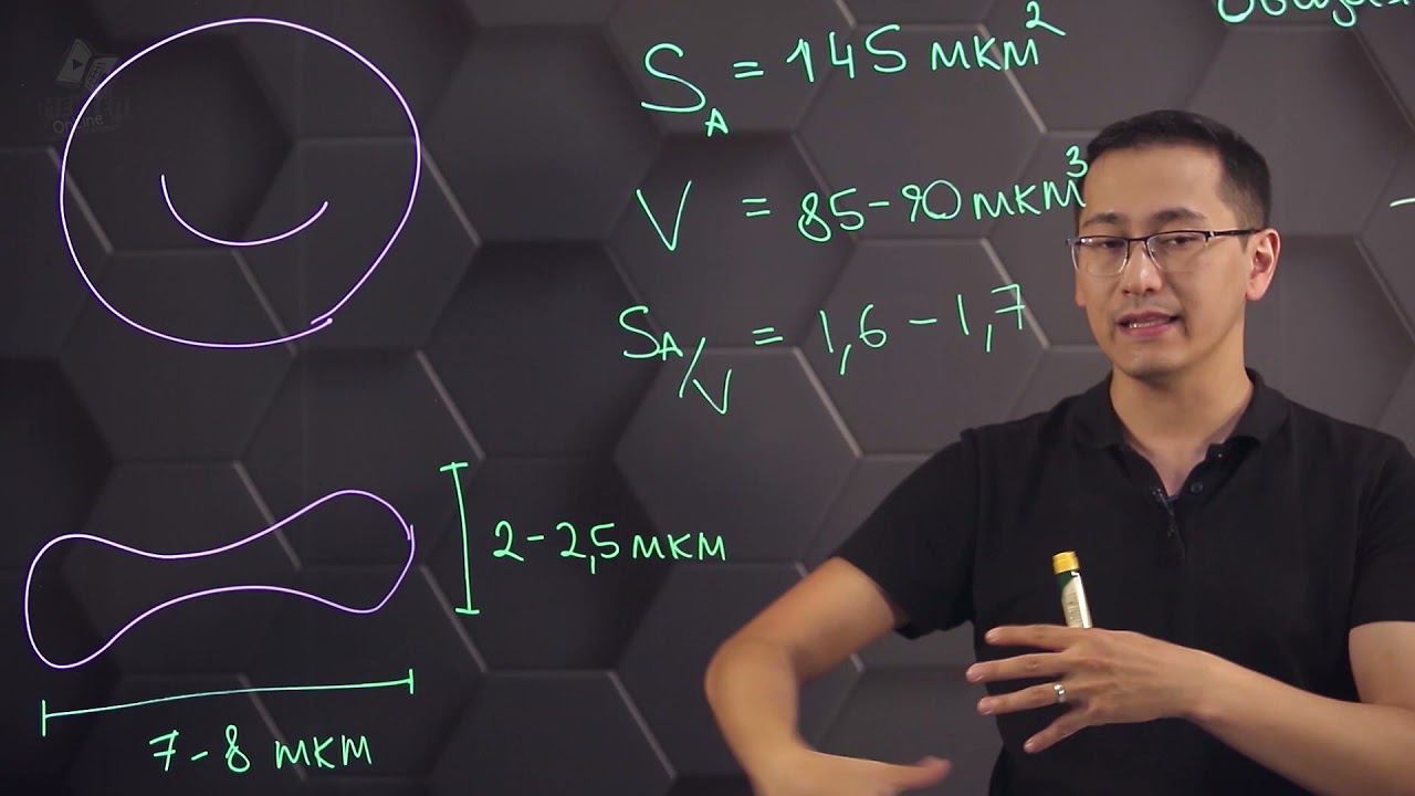 Значение отношения величины поверхности клеток эритроцитов к объему. 10 класс. смотреть онлайн