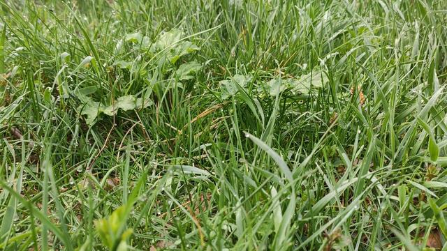 Покинутий стаціонар. Хроніка боротьби із Борщівником сосновського. смотреть онлайн