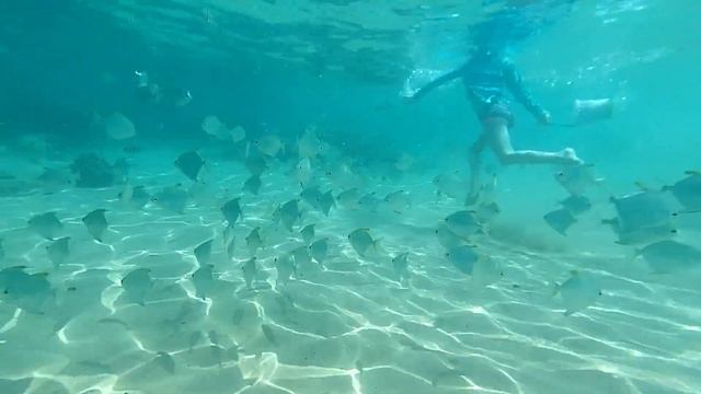 Hikkaduwa CORAL REEF Best SNORKELING Place In SRI LANKA??