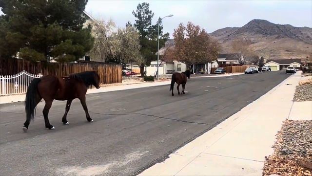 Wild horses of Dayton Nevada compilation смотреть онлайн