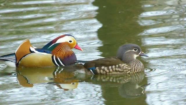 Fotos von Naturfotograf Horst Schüren in Filmvorlage von Sieg смотреть онлайн