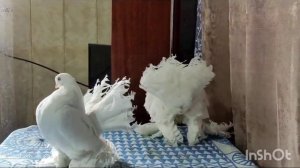 Голуби Статные Ростовский Лебедь(Stately Pigeons Rostov Swan)