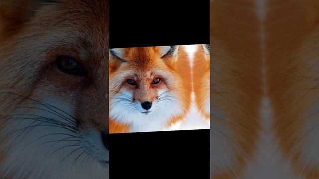 День лисы! смотреть онлайн