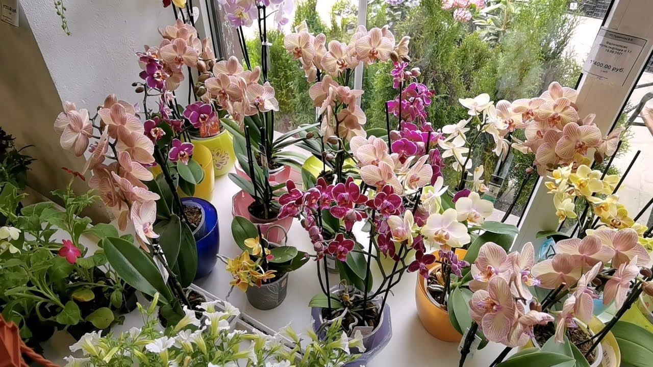 ЯРКИЕ, ИЗУМИТЕЛЬНЫЕ орхидеи в Садовом центре. И НОВЫЕ ГОРШКИ ДЛЯ ОРХИДЕЙ. смотреть онлайн