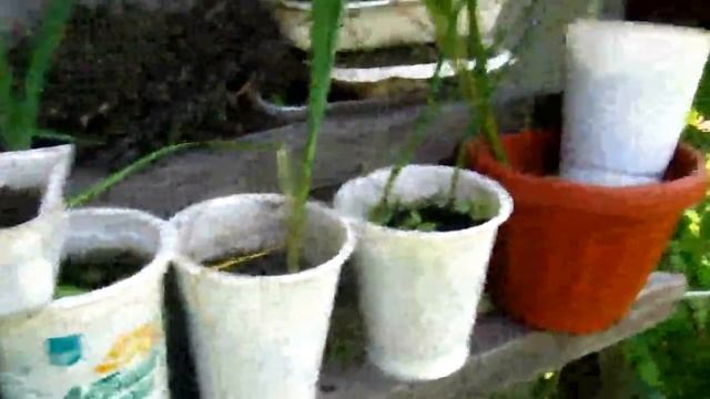 Обход огорода. Рассада, подготовка грядок #выращивание #грунт #огород #сад #посадка #земля #перегно смотреть онлайн