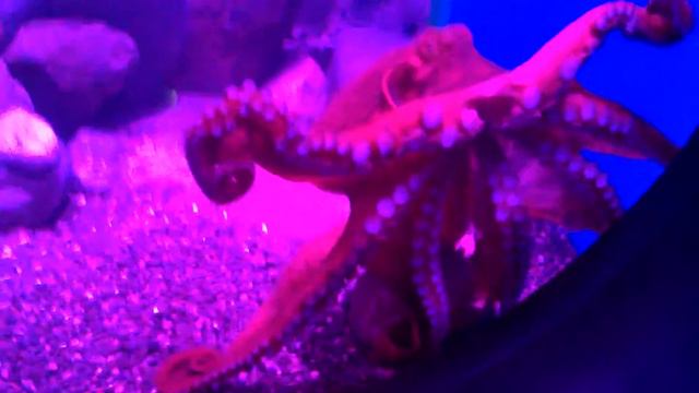 МОСКВАРИУМ 05 августа 2015 смотреть онлайн