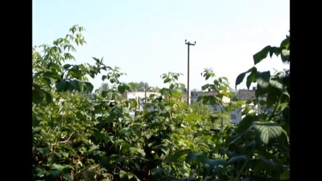пение соловья смотреть онлайн