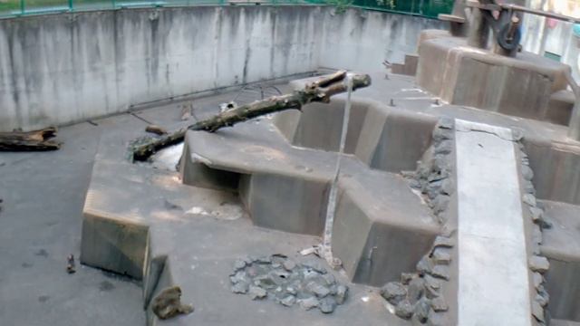 羽村動物園、久しぶりにいってきました🦒🐆🐧🦜🐢 2022年9月11日 #ひじりログ смотреть онлайн