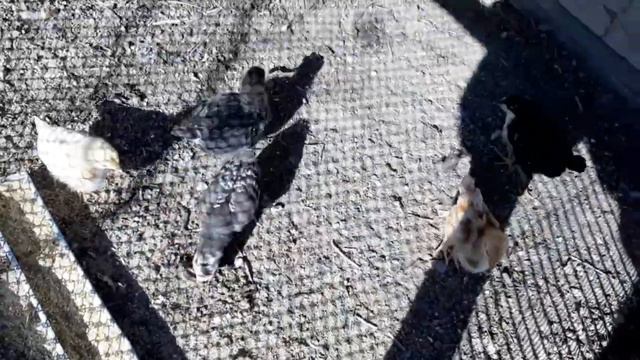 Весенние будни во дворе смотреть онлайн