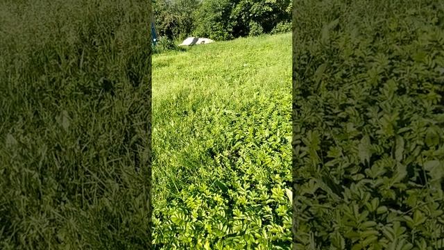 Главные медоносы Подмосковья смотреть онлайн