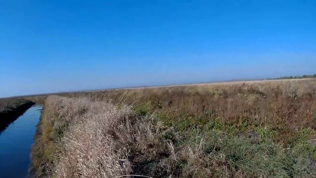 Охота на уток осенью 2019. Рецепт жареных чирков в сметане смотреть онлайн