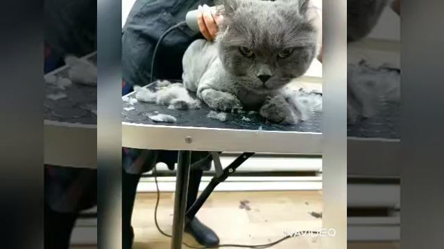 Поёт Виктория Азатовна, посвящая своим любимым кошкам😁😁😁☺☺☺😹😹😸😺😻😼😼😽 смотреть онлайн