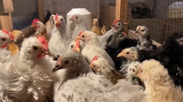 ??Малазийские Серамы, Бантам Ява, Кохинхины.Карликовые птички для души!❤️ смотреть онлайн