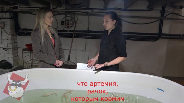 Выращивание малька осетровых. Какой этап самый сложный? смотреть онлайн