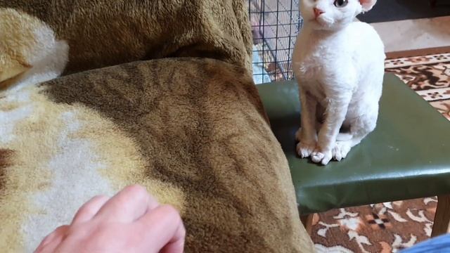 Наши котята девон-рекс смотреть онлайн