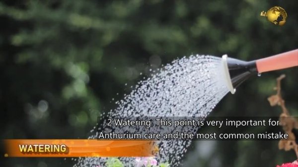 ANTHURIUM PLANT CARE TIPS – INDOOR FLOWERING PLANT