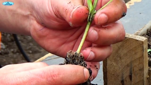 Рассада баклажан- заглублять или нет ?