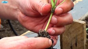 Рассада баклажан- заглублять или нет ?