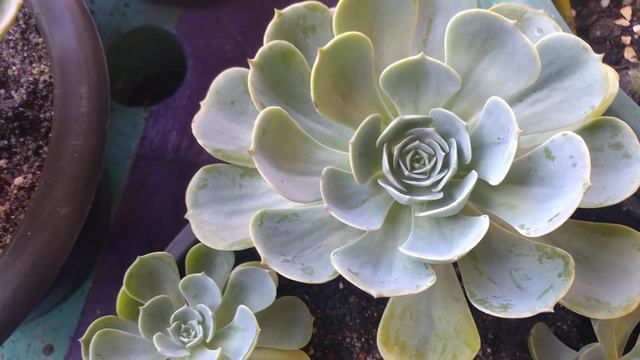 #Echeveria Glauca #Sedum dedinho #Rabo de burro #Dicas de adaptação смотреть онлайн