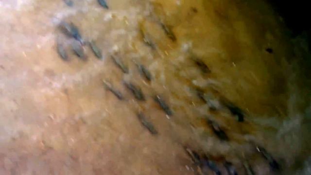 Кета. 18.10.2013. Приморский край Река Нарва смотреть онлайн