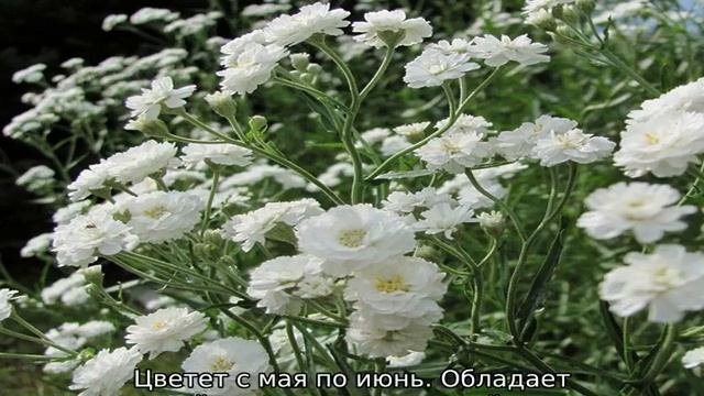 Гипсофила многолетняя смотреть онлайн