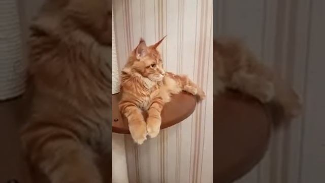 Большая стирка от Марчелло смотреть онлайн