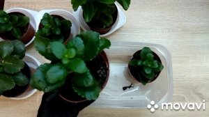 Прищипка каланхоэ. Как прищипывать каланхоэ.