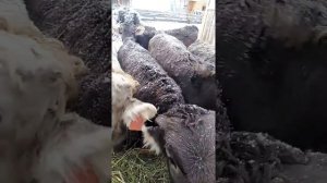 Содержание тёлок  швицкой породы на открытом воздухе в зимний период.