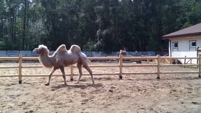 Природный курорт "ЯХОНТЫ". Верблюды Зита и Гита смотреть онлайн