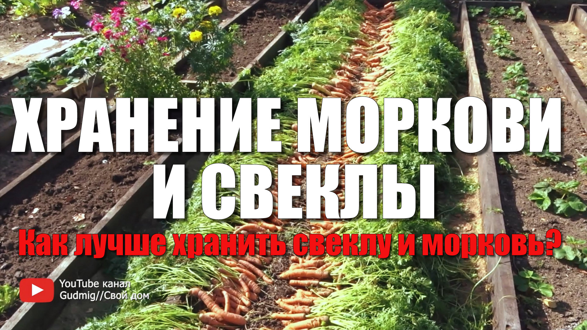 ХРАНЕНИЕ МОРКОВИ И СВЕКЛЫ. Лучший способ хранения свеклы и моркови. Хранение в песке или пакетах? смотреть онлайн