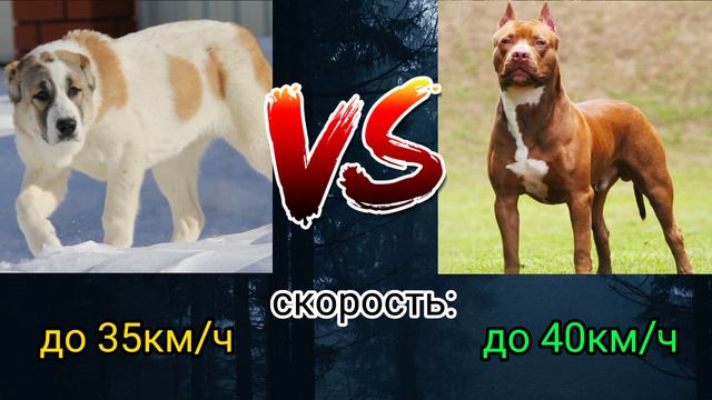 алабай против питбуля | питбуль vs алабай смотреть онлайн