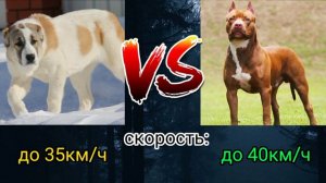 алабай против питбуля | питбуль vs алабай