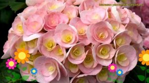 Гортензия крупнолистная Ты и я любовь (ю энд ми лав). Обзор hydrangea macrophylla You & Me Love