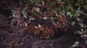 Пересадка и размножение взрослого клематиса