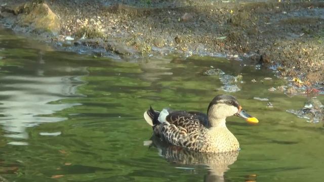 Жануарлар әлемі | Балаларға арналған дамытқыш