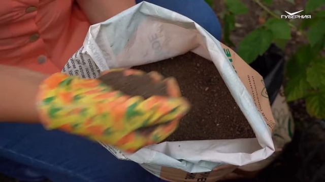 Урожай томатов и подготовка деревьев к зиме. Дачные сезоны смотреть онлайн