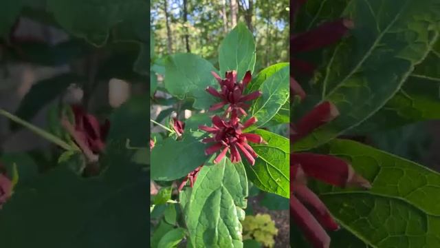 Calycanthus Floridus