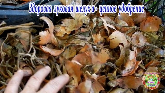 Здоровая луковая шелуха - ценное удобрение смотреть онлайн
