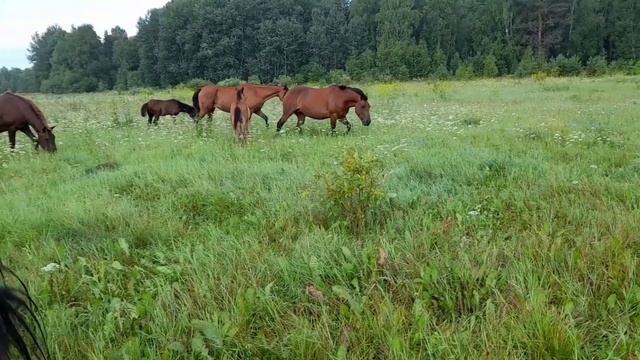 НОВАЯ ЛОШАДЬ. ЖЕРЕБЕЦ СРЕДИ КОБЫЛ И ЖЕРЕБЯТА смотреть онлайн