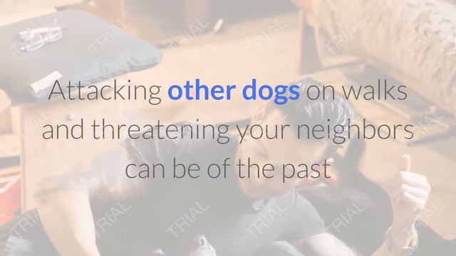 teach your dog how to behave 1 смотреть онлайн