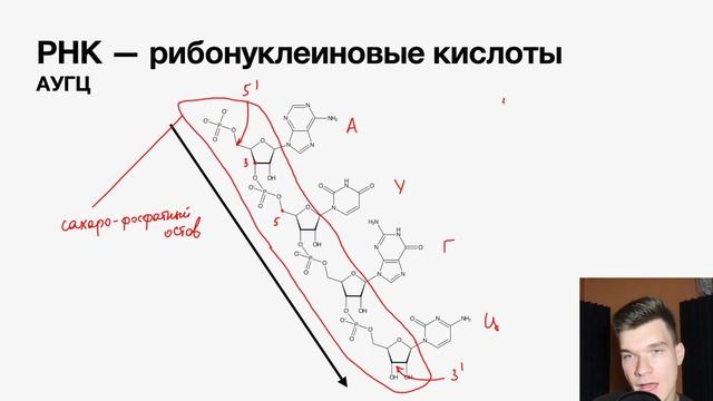 2.22. Строение нуклеотидов, РНК и ДНК | Цитология к ЕГЭ | Георгий Мишуровский смотреть онлайн
