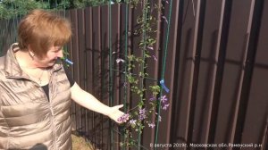 Рост клематиса часть 3