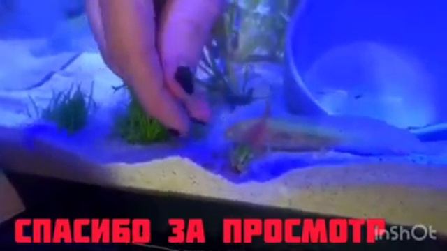 ,,Мои любимцы,,((My favorites)) смотреть онлайн