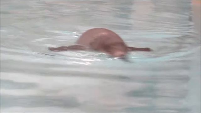 Новенький пингвин 08.11.17 смотреть онлайн