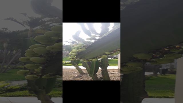 ?Кактус перуанский обыкновенный. Скоро зацветёт